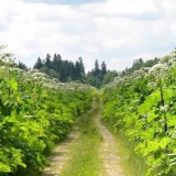 Borba protiv svile na mjestu: najbolji način